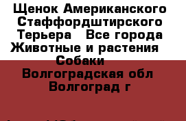 Щенок Американского Стаффордштирского Терьера - Все города Животные и растения » Собаки   . Волгоградская обл.,Волгоград г.